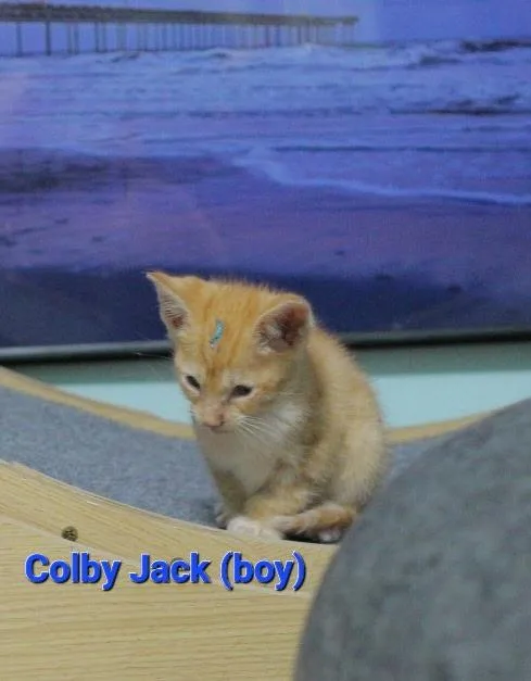 Colby Jack thumbnail 3