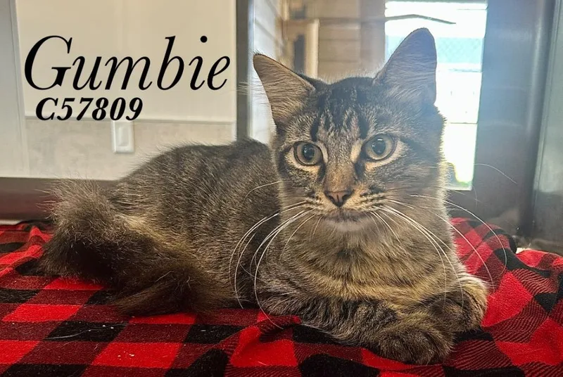 Gumbie