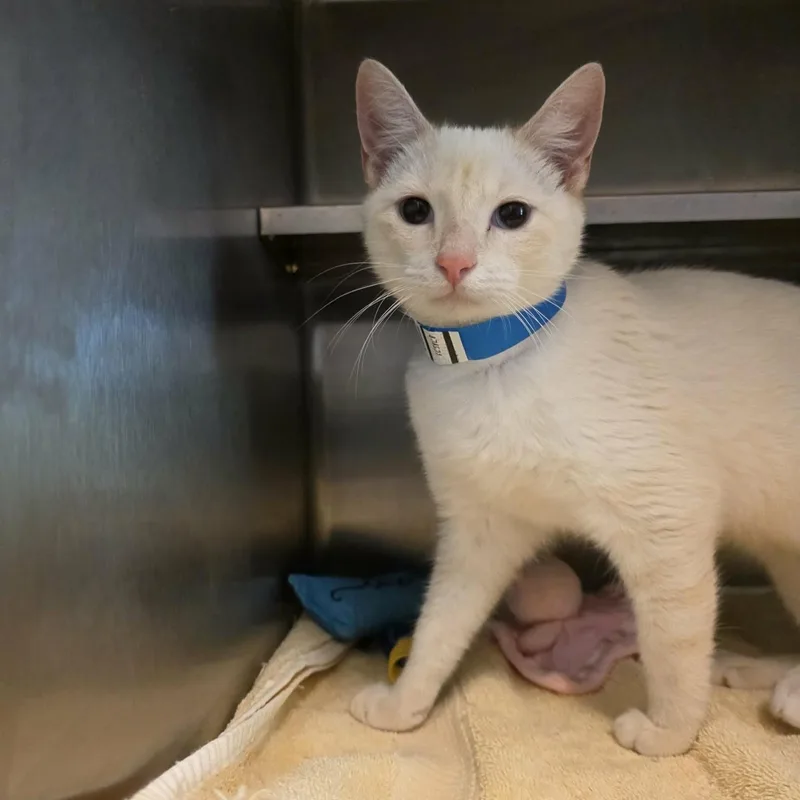 A baby medium-sized male Flame Point Siamese cat named Marvel for adoption in Umatilla, FL