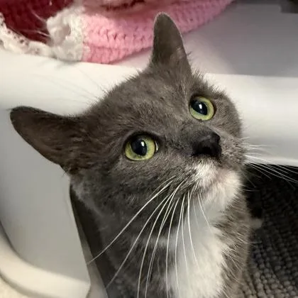 An adult medium-sized female Gray & White Domestic Short Hair cat named Venus for adoption in Lansing, MI