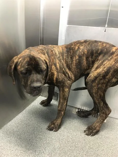 A young large-sized male Cane Corso dog named Kyle for adoption in Dallas, TX