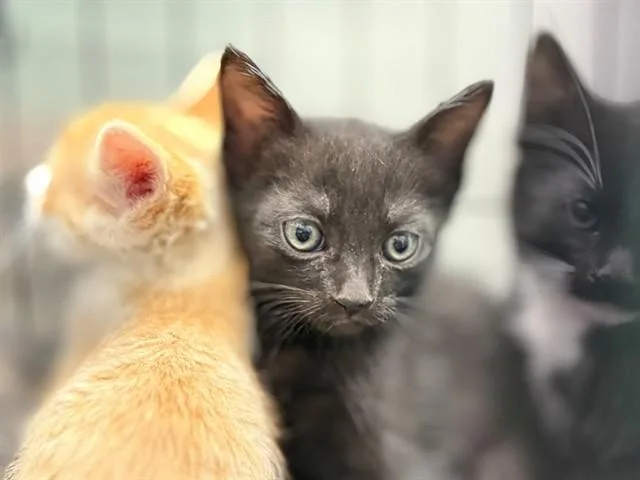 A baby small-sized male Domestic Short Hair cat named Snowfall for adoption in Antioch, CA