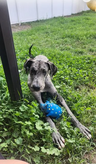 An adult large-sized male Great Dane dog named Baxter for adoption in Midway, UT