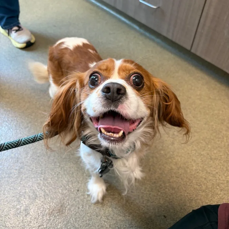 An adult small-sized male White / Cream Cavalier King Charles Spaniel dog named Kash for adoption in Council Bluffs, IA