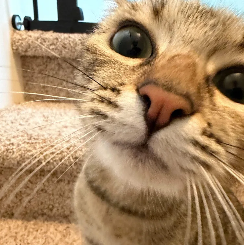 A young medium-sized female Tabby (Brown / Chocolate) Domestic Short Hair cat named Remy for adoption in Wilsonville, OR