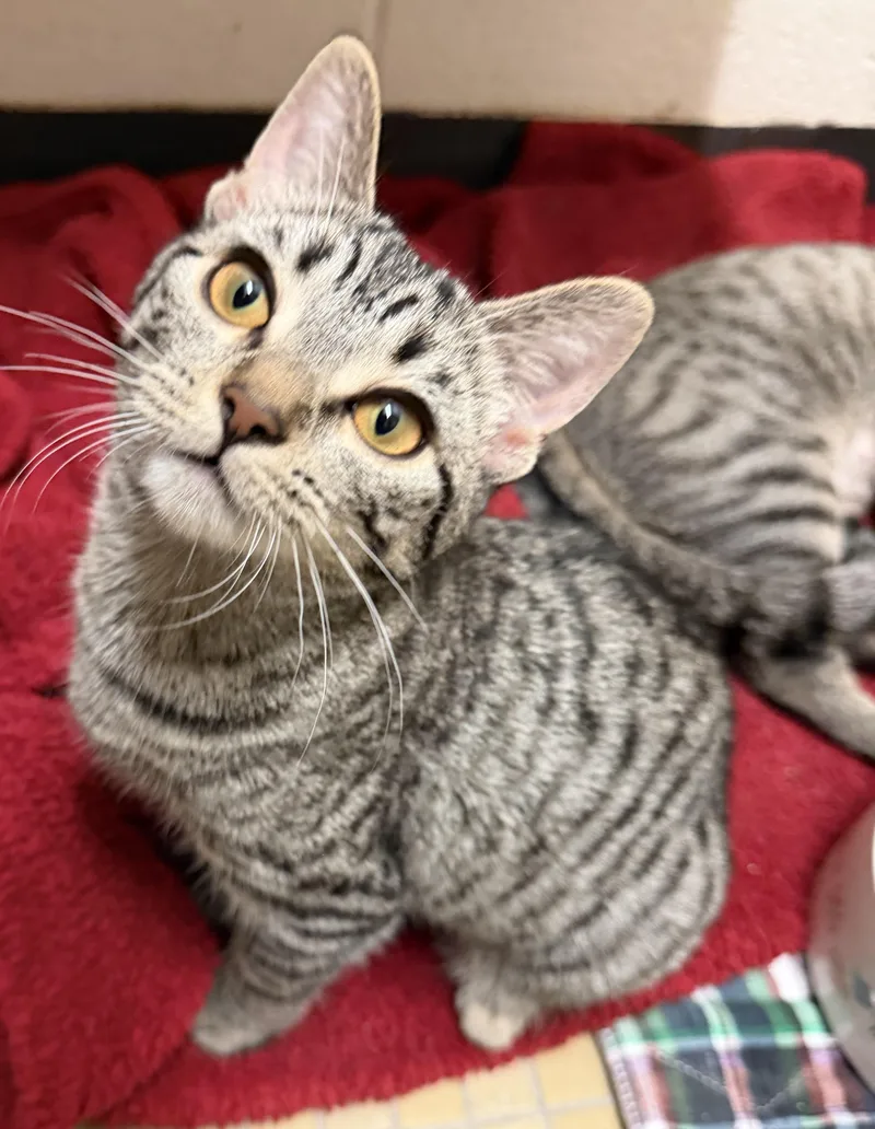 The Gilmore Girls  thumbnail 2