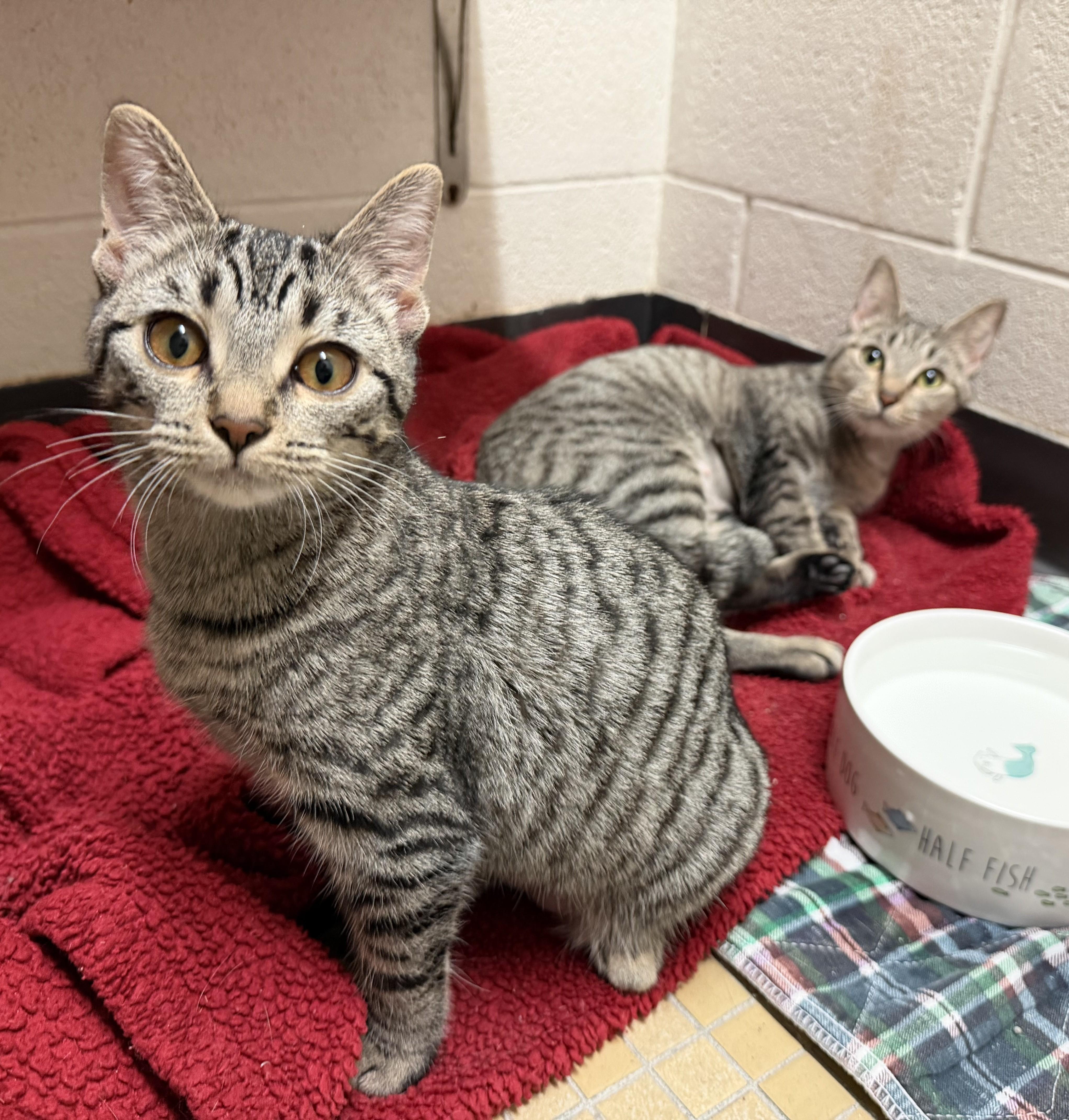 A young medium-sized female Tabby (Leopard / Spotted) Tabby cat named The Gilmore Girls for adoption in Columbus, OH
