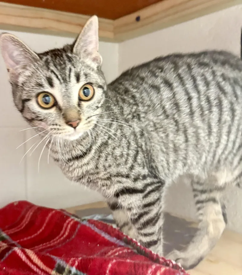 The Gilmore Girls  thumbnail 3