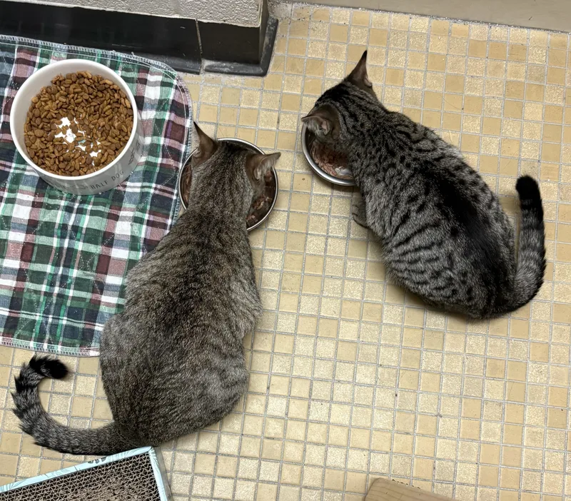 The Gilmore Girls  thumbnail 4