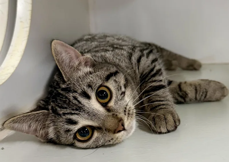 The Gilmore Girls  thumbnail 5