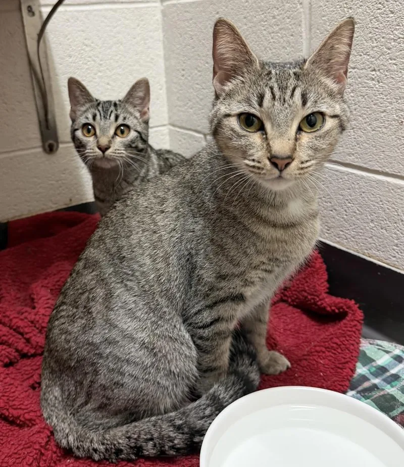 The Gilmore Girls  thumbnail 6