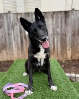 An adult large-sized female German Shepherd Dog dog named Amber for adoption in Washington, DC