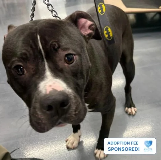 A young medium-sized male Bicolor Pit Bull Terrier dog named Cheese for adoption in Naperville, IL