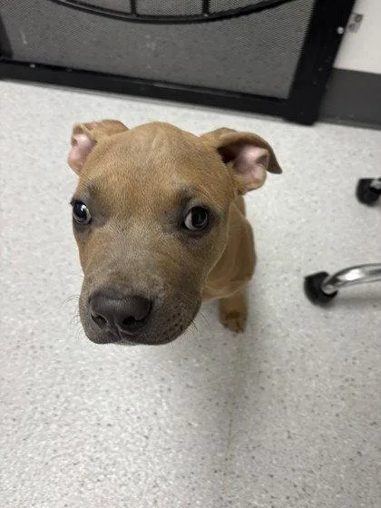 A baby medium-sized male Mixed Breed dog named Simpson for adoption in Oakland, CA
