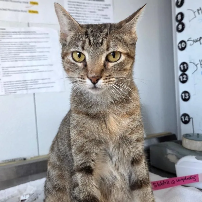 An adult medium-sized female Brown / Chocolate Domestic Short Hair cat named Sugarplum for adoption in Lakeland, FL