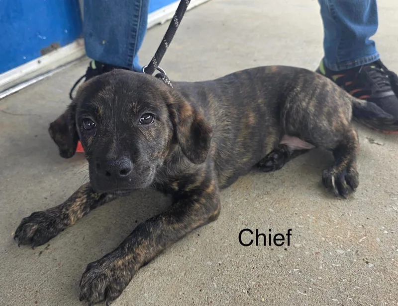 A baby medium-sized male Labrador Retriever dog named Chief for adoption in Clinton, MO