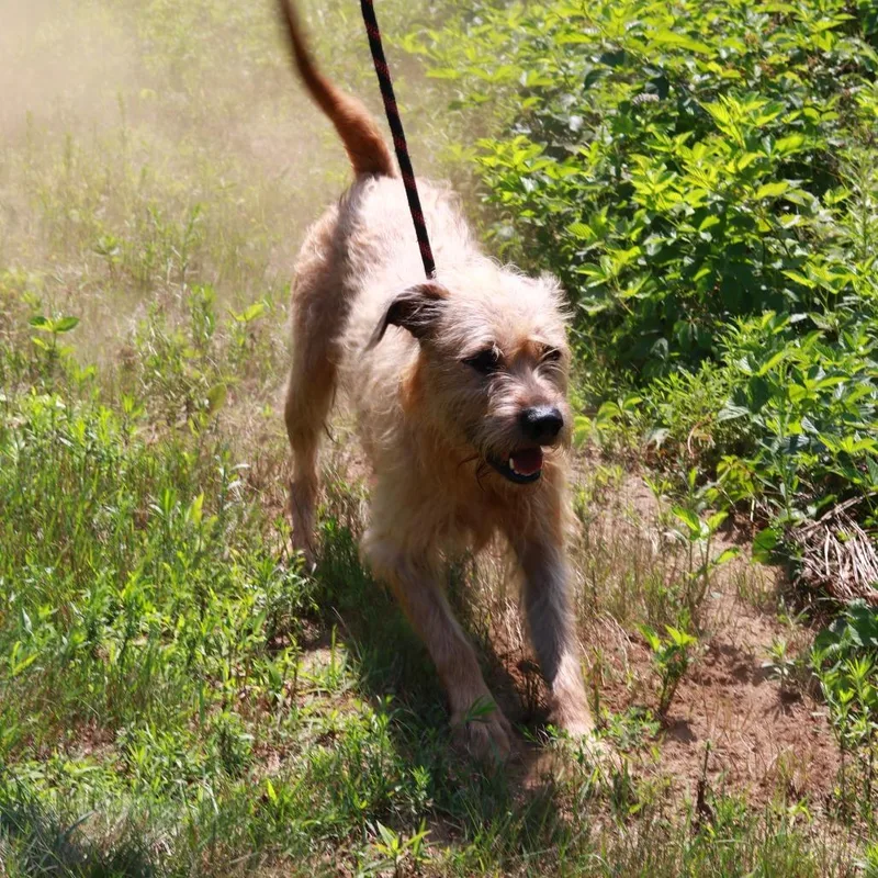 An adult medium-sized male Yellow / Tan / Blond / Fawn Terrier dog named CT Copper for adoption in Eastford, CT