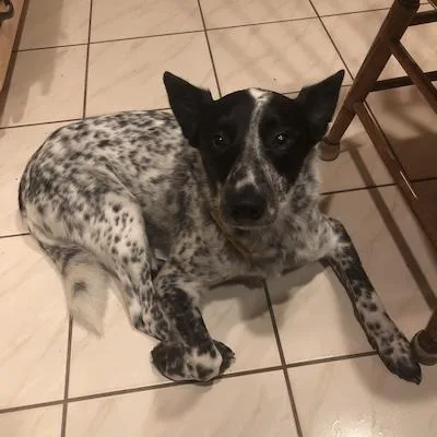 Tofu
