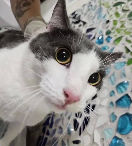 An adult large-sized male Domestic Short Hair cat named Maurice for adoption in Pensacola, FL