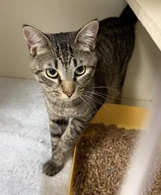 A baby medium-sized male Domestic Short Hair cat named Louis for adoption in Windsor, CT
