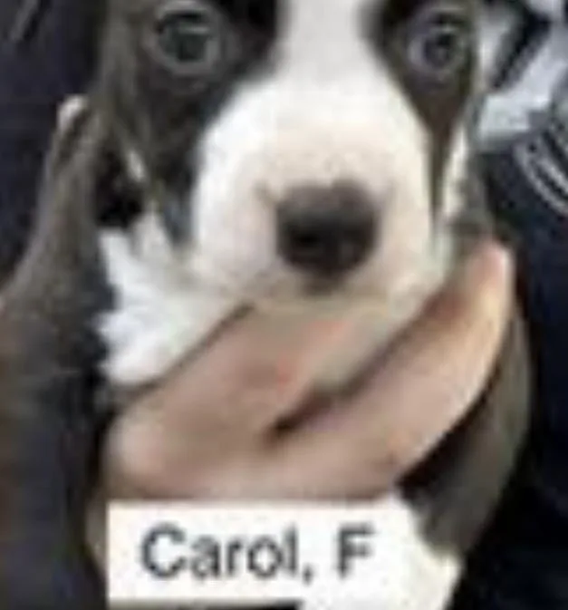 A baby medium-sized female White / Cream Labrador Retriever dog named Carol for adoption in Parma, OH