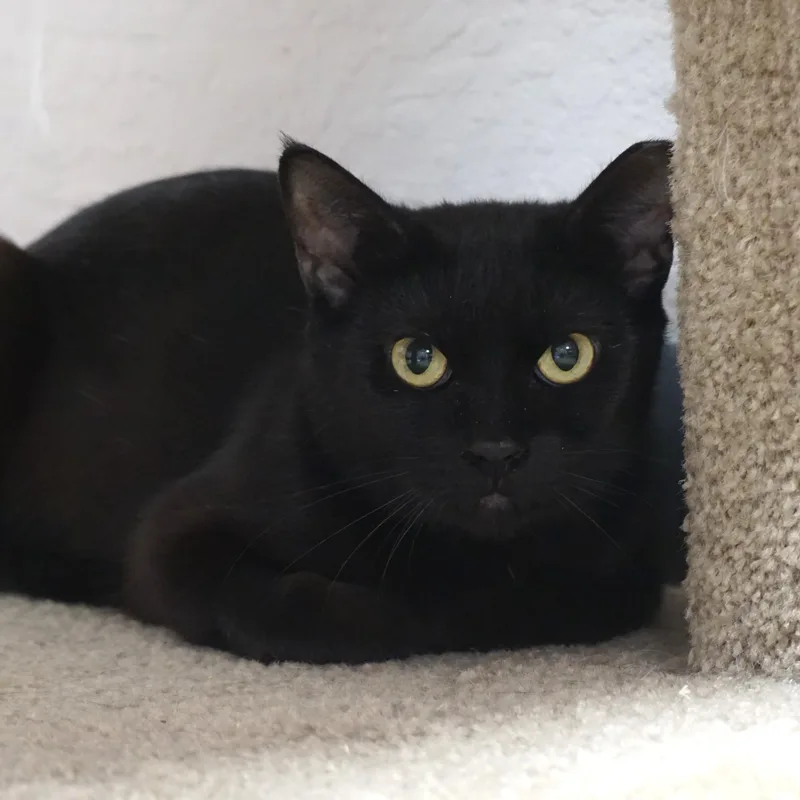 An adult medium-sized female Domestic Short Hair cat named Minuit Mist for adoption in Fountain Hills, AZ
