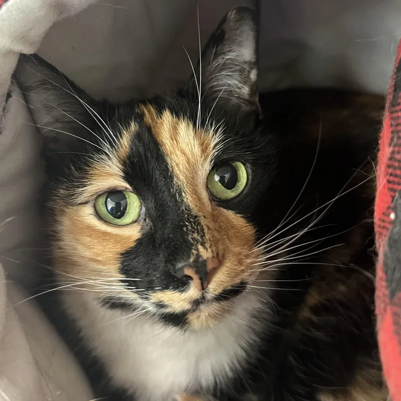 A senior medium-sized female Calico Domestic Short Hair cat named Skittles for adoption in Pontiac, MI