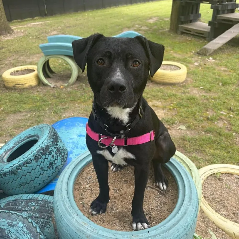 An adult medium-sized male Black Mixed Breed dog named Buggy for adoption in Dearborn, MI