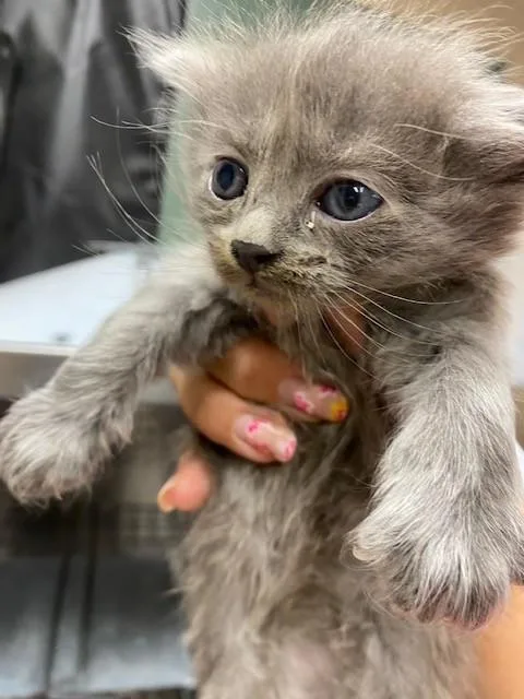 A baby small-sized male Domestic Medium Hair cat named Ghidorah for adoption in Rancho Cucamonga, CA