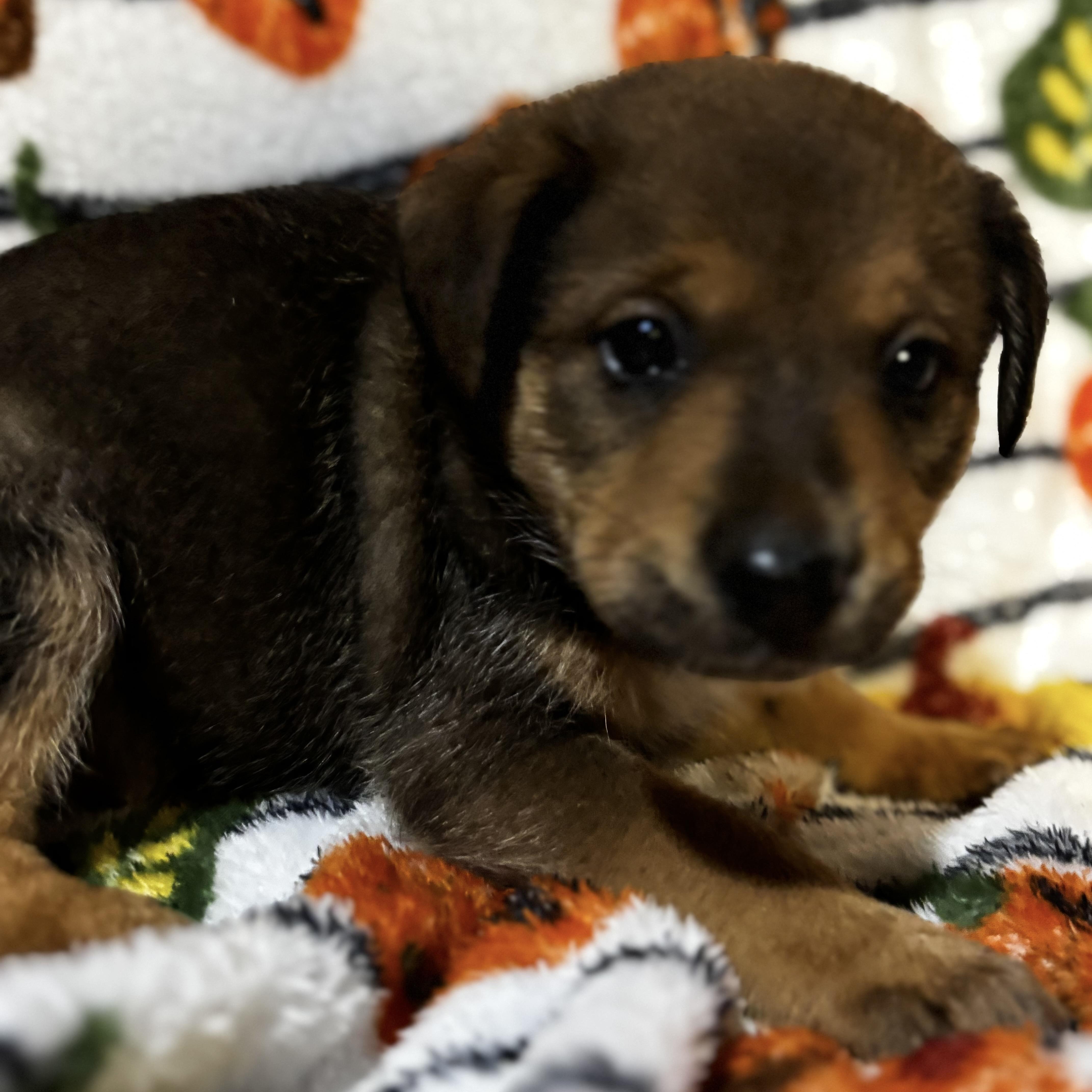 A baby medium-sized female Tricolor (Brown, Black, & White) Labrador Retriever dog named Eloise for adoption in Liverpool, TX