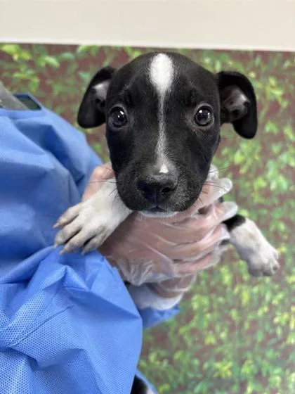 Strawberry Jelly thumbnail 2