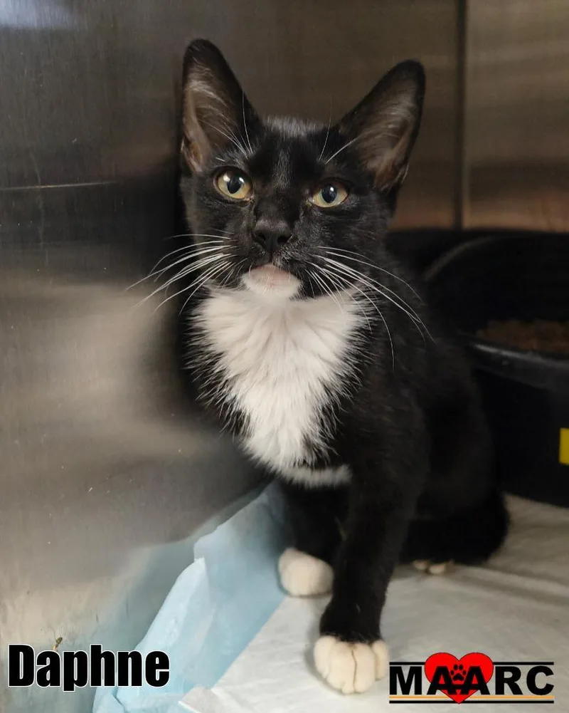 A baby medium-sized female Domestic Short Hair cat named Daphne for adoption in Maryville, TN