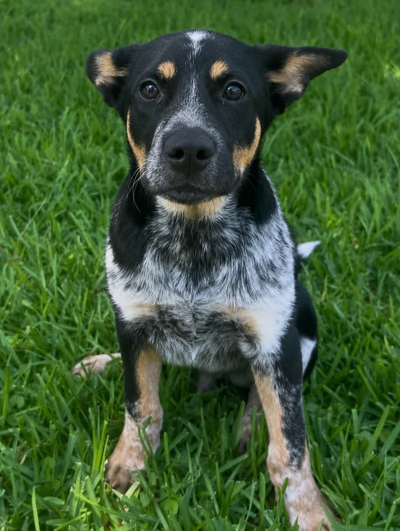 A baby medium-sized male Australian Cattle Dog / Blue Heeler dog named Avenger for adoption in Houston, TX