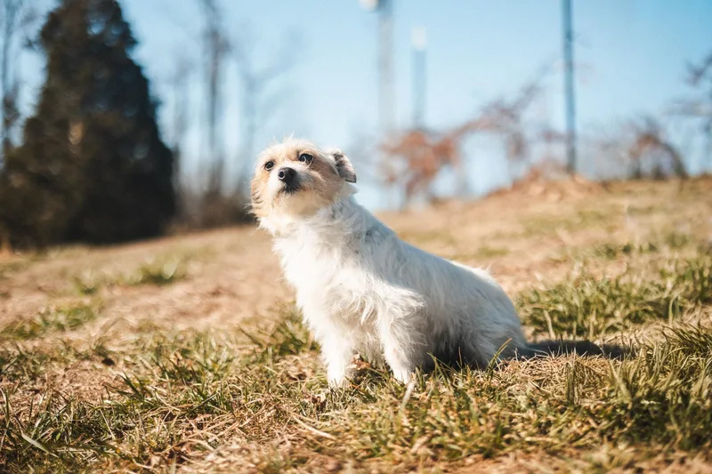 Jackie  Transport thumbnail 5