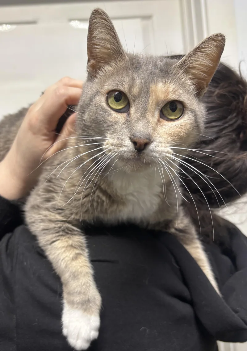 A young medium-sized female Calico Dilute Calico cat named Whitney for adoption in North Haven, CT