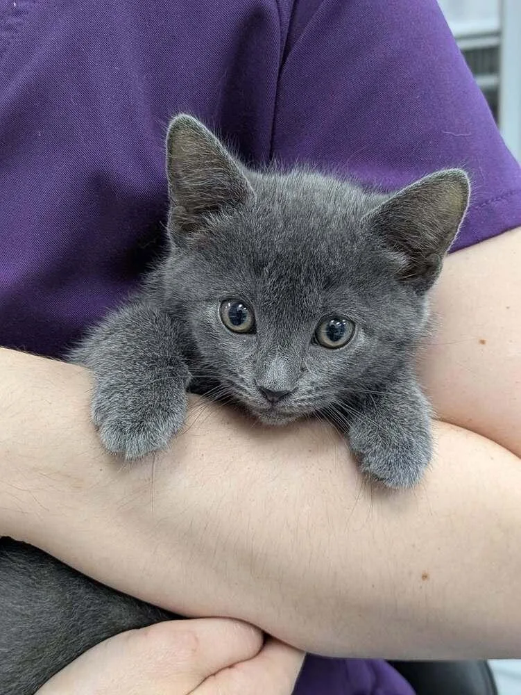 A baby small-sized female Gray / Blue / Silver Domestic Short Hair cat named Pinky Pie for adoption in Raleigh, NC