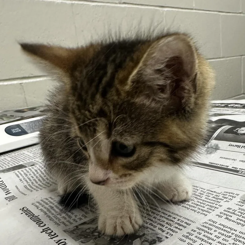 A baby small-sized female Brown / Chocolate Domestic Short Hair cat named Picaso for adoption in Jacksonville, FL