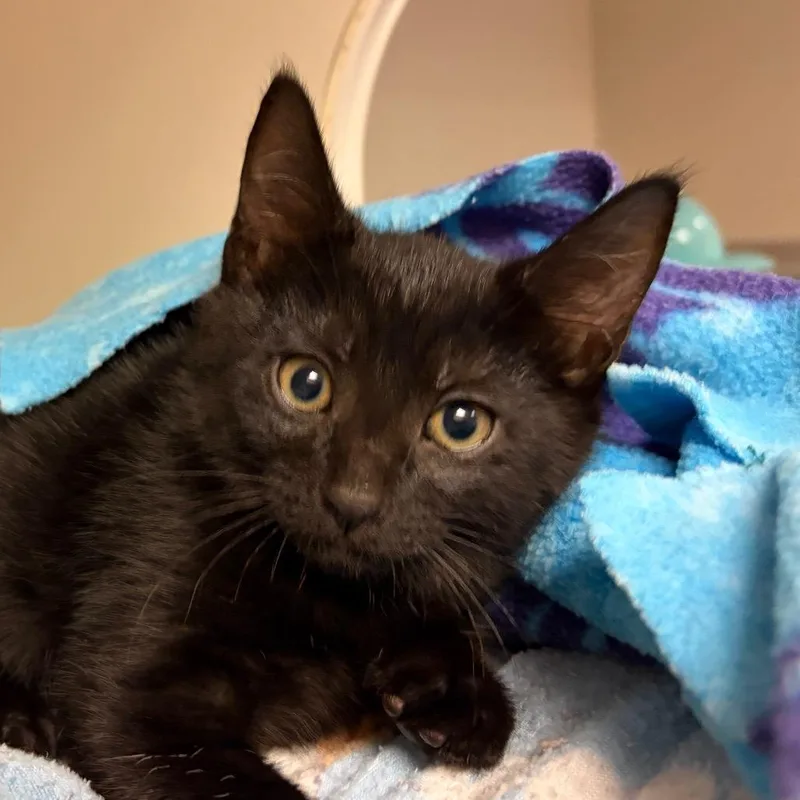 A baby small-sized female Black Domestic Short Hair cat named Martini for adoption in Redwood City, CA