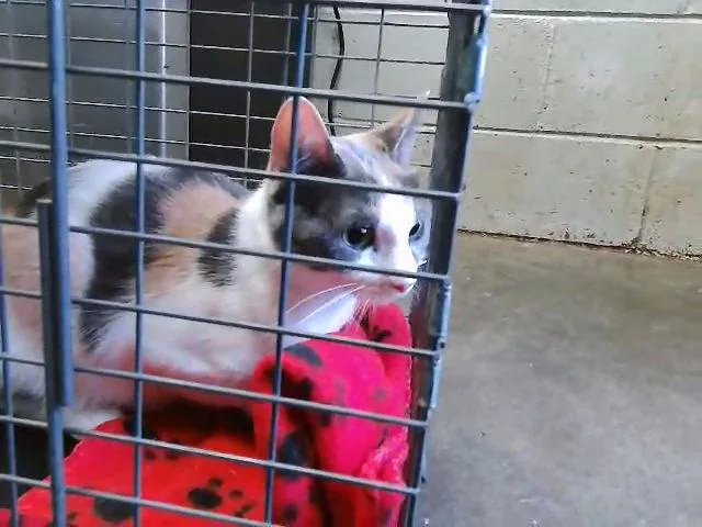 A young medium-sized female Domestic Short Hair cat named Dingo for adoption in Tulsa, OK