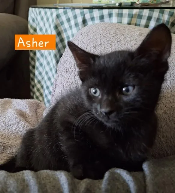 A baby small-sized male Domestic Short Hair cat named Asher for adoption in Ontario, CA