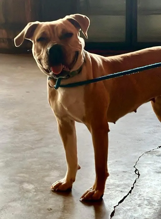 An adult medium-sized female Black Mouth Cur dog named Eden for adoption in Shreveport, LA