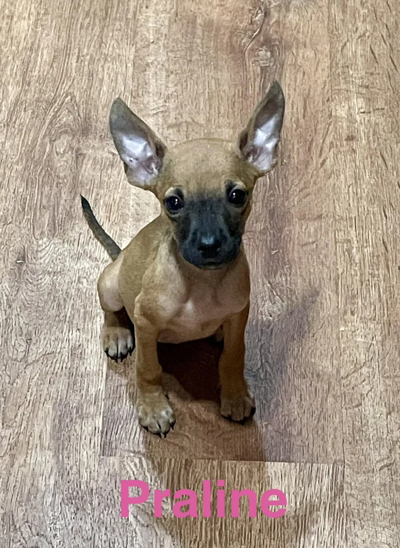 A baby small-sized female Chihuahua dog named Praline for adoption in Topeka, KS