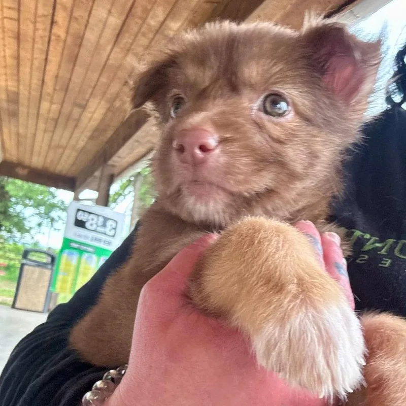 A baby small-sized female Brown / Chocolate Husky dog named Juniper for adoption in Fredericksburg, TX