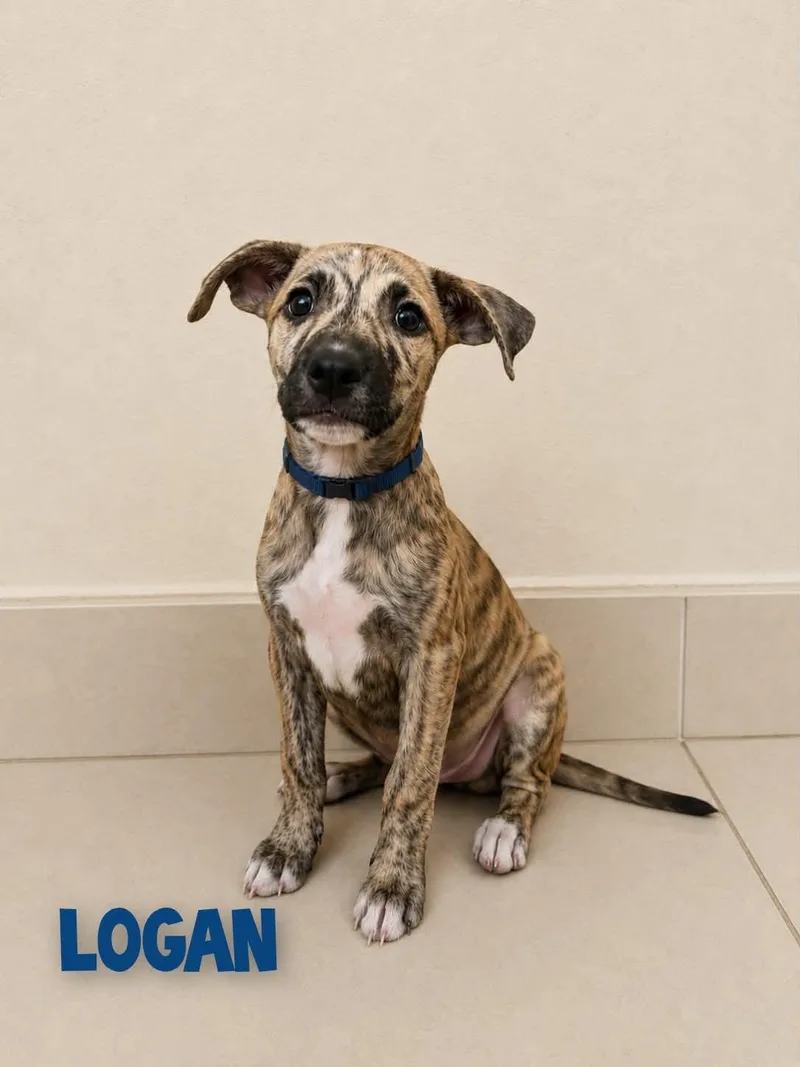 A baby medium-sized male Brindle Mixed Breed dog named Logan for adoption in Saint Augustine, FL