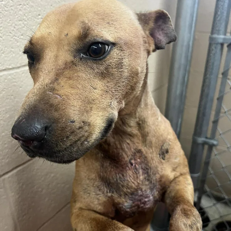 An adult medium-sized female Red / Chestnut / Orange Mixed Breed dog named Maya for adoption in Edwardsville, IL