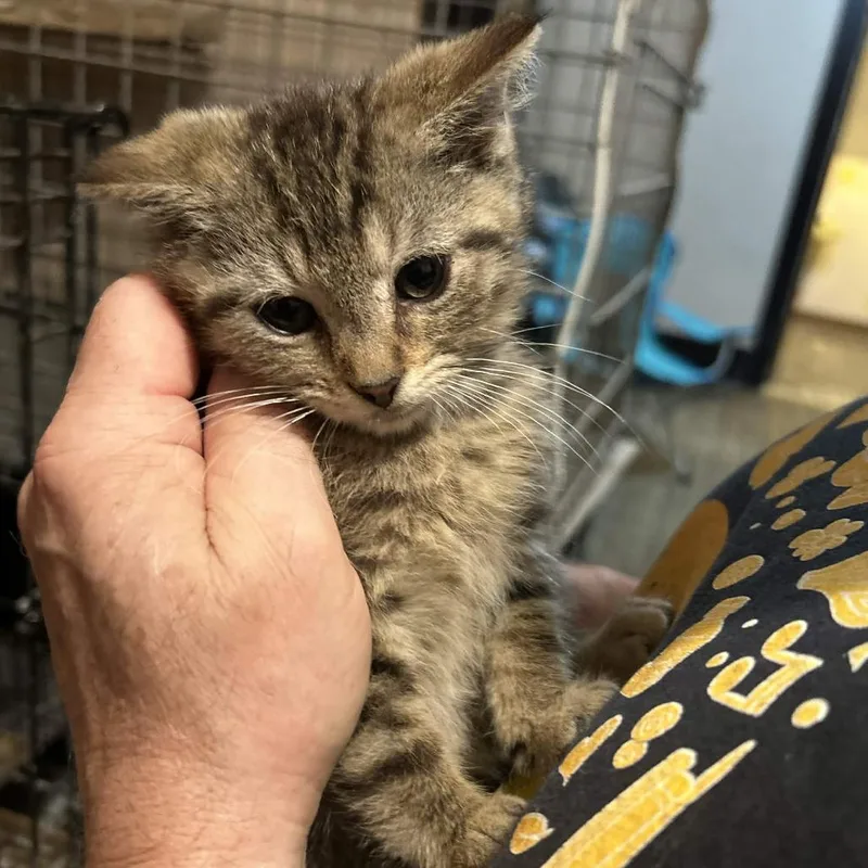 A baby small-sized male Brown / Chocolate Domestic Short Hair cat named Snapdragon for adoption in Johnstown, PA