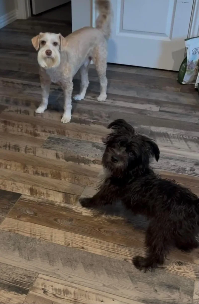 An adult small-sized female Miniature Schnauzer dog named Amara for adoption in Houston, TX