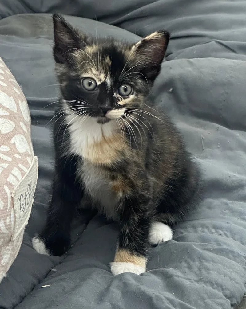 A baby small-sized female Domestic Short Hair cat named Pepper for adoption in South Pasadena, CA