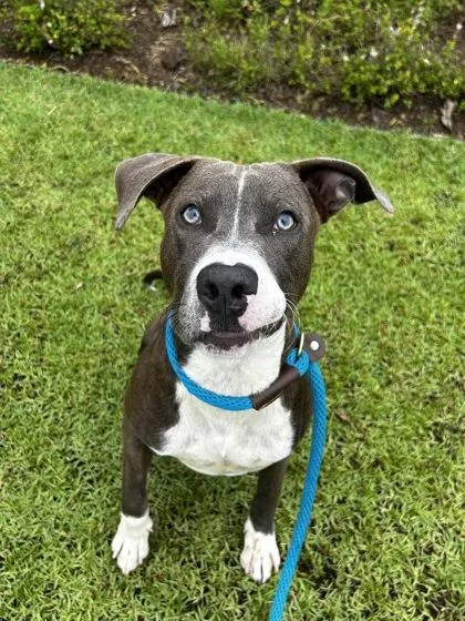 A young medium-sized male Pit Bull Terrier dog named Casanova for adoption in Honolulu, HI
