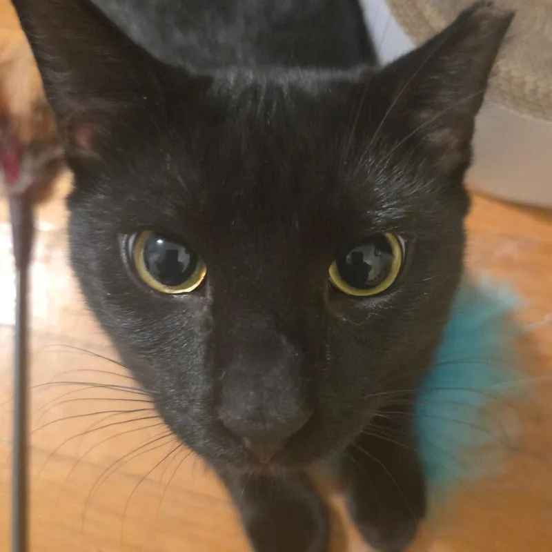 A young medium-sized male Black American Shorthair cat named Snoopy and Woodstock for adoption in New York, NY